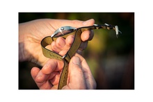 Men's watch / unisex  MÜHLE-GLASHÜTTE, Panova Red / 40mm, SKU: M1-40-78-NB-III | watchphilosophy.co.uk